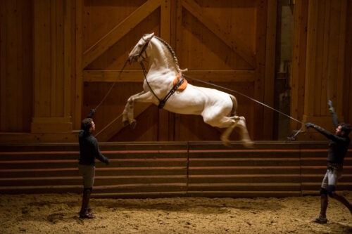 Académie équestre de Versailles - Direction Bartabas